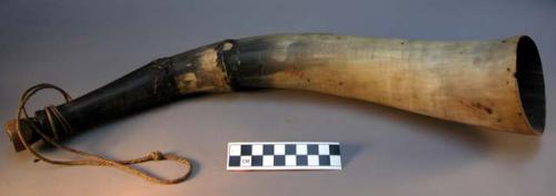 Cow horn instrument