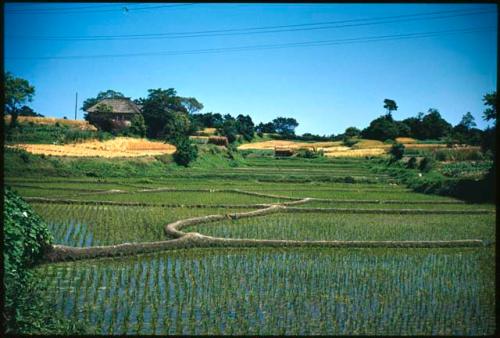 Rice fields