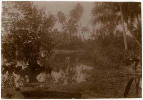 Photo pertaining to Mrs. Antonie Brandeis collection, Pacific Islands