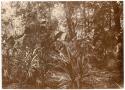 Photo pertaining to Mrs. Antonie Brandeis collection, Pacific Islands