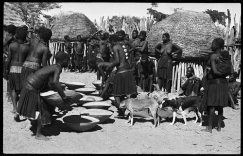 Group of people working with baskets of grain, with dogs next to them