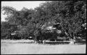 Group of people walking under a tree, with huts in background