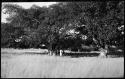 Group of people walking under a tree, with huts in background