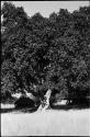 Large tree, with hut in background