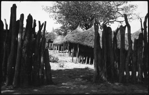 Boy standing in front of kraal fence (right), with a view of the inside of the kraal in the background