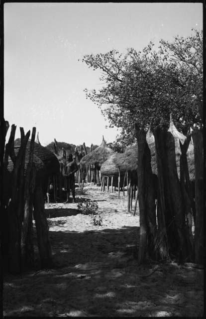 Woman standing inside kraal, view from outside fence