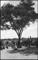 Group of men sitting and standing under a tree and by a fence