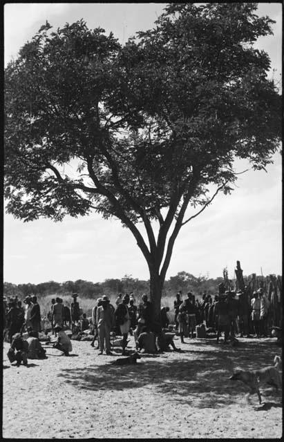 Group of men sitting and standing under a tree and by a fence