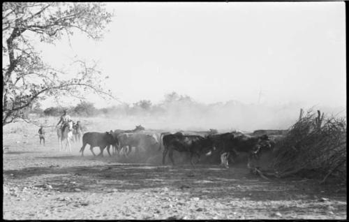 People driving herd of cattle