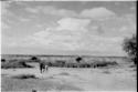 Tsane landscape of brush and sky