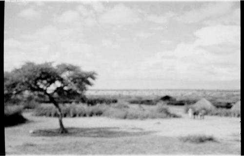 Tsane landscape of brush and sky