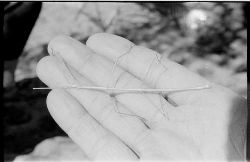 Mantis held in a hand