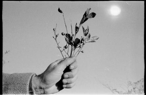 Person's hand holding up small branches with leaves and berries