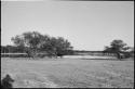 Grass, trees and water