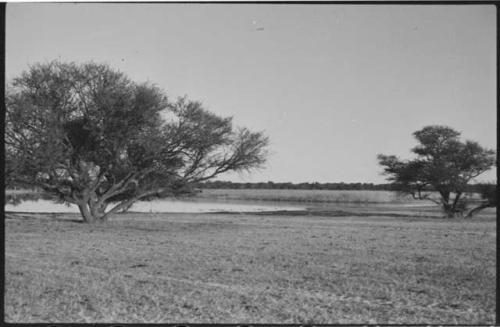 Grass, trees and water