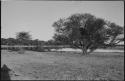 Grass, trees and water