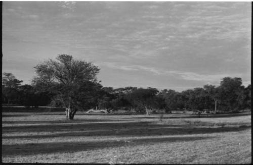 Grass and trees