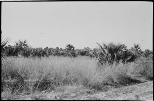 Grass and trees