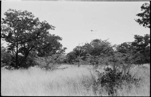 Shrub, grass and trees