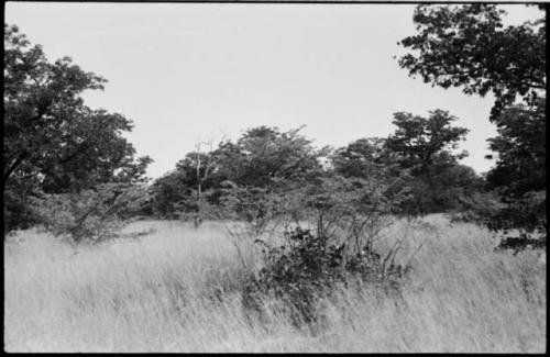 Shrub, grass and trees