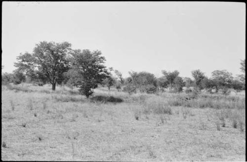 Landscape with trees