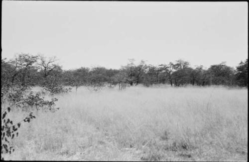 Landscape with grass and trees