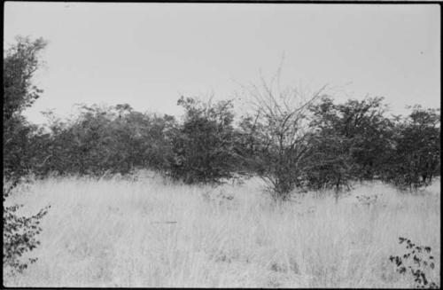 Landscape and trees