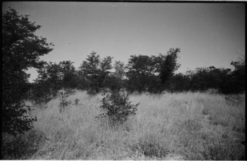 Landscape with grass and trees