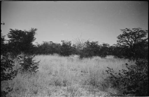 Landscape with grass and trees