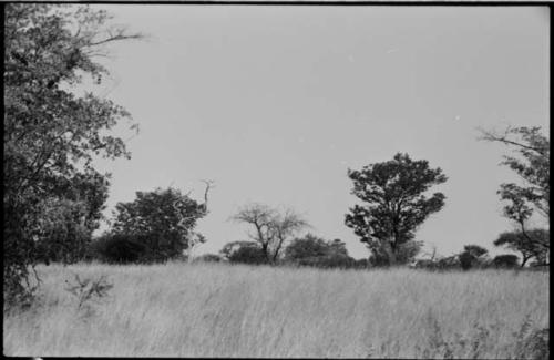 Landscape with grass and trees