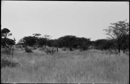 Landscape with grass and trees