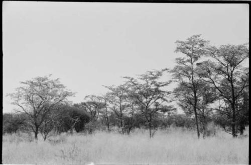 Landscape with grass and trees