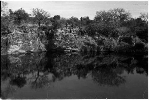 Trees along shoreline