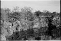 Trees along shoreline