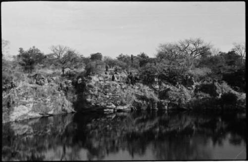 Trees along shoreline