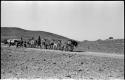 Men walking next to mules pulling cart full of tin ore