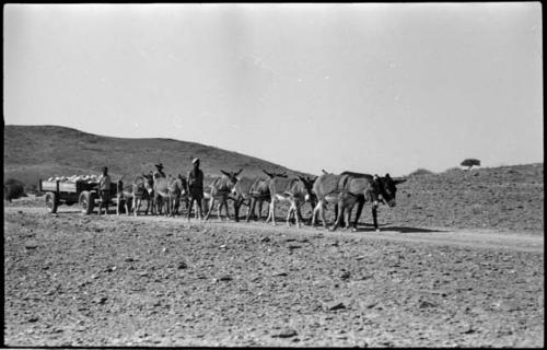 Men walking next to mules pulling cart full of tin ore