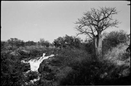 Tree and rapids at Ruacana Falls