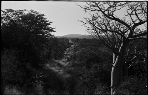 Rapids and tree at Ruacana Falls