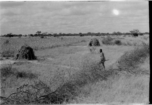 Man with a gun walking through a thorn fence to a millet field with two skerms