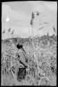 Man standing in a millet field looking up at a tall plant stalk