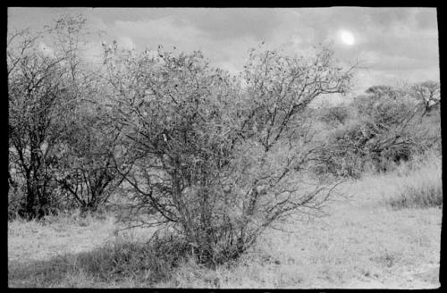 Brush with white flowers