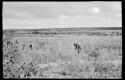 Woman crouched with a baby on her back in a millet field, gathering?