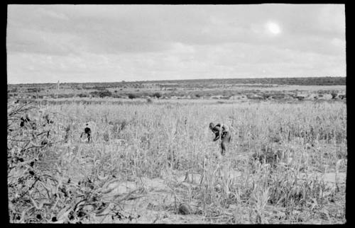 Woman crouched with a baby on her back in a millet field, gathering?