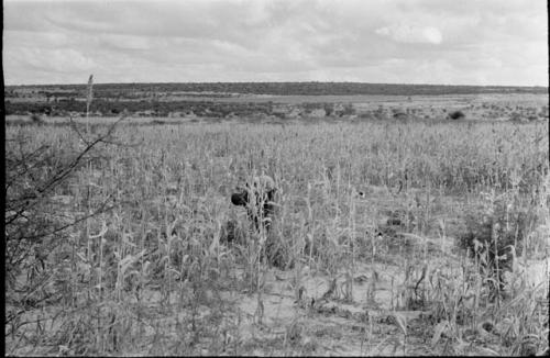 Woman bent over, working in a millet field