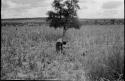 Woman bent over working in a millet field