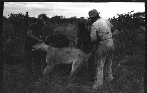 Theunis Berger and three others holding up a dead lion