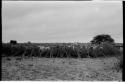 Cattle in the clearing of the village near Kungwane