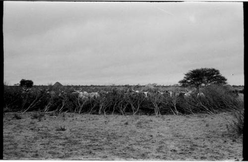 Cattle in the clearing of the village near Kungwane