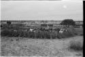 Cattle in the clearing of the village near Kungwane